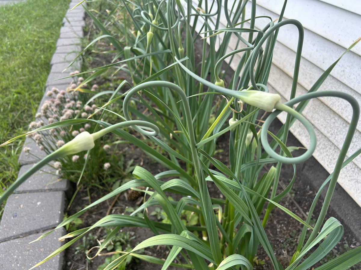 Newsbob's tweet image. The name of these ‘scapes me every year. #yyc #scapes #garlicjokes