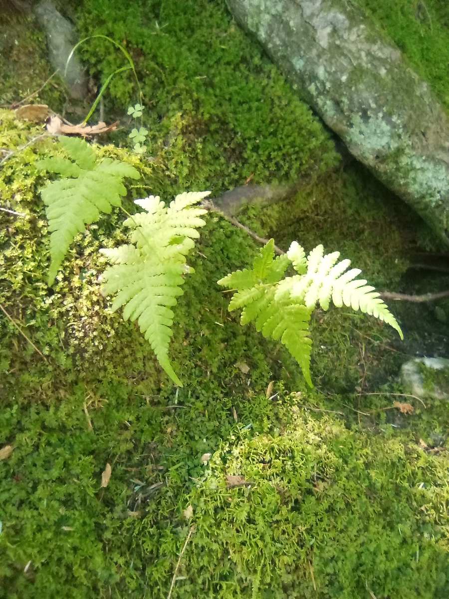 Abigail Carroll tweet media