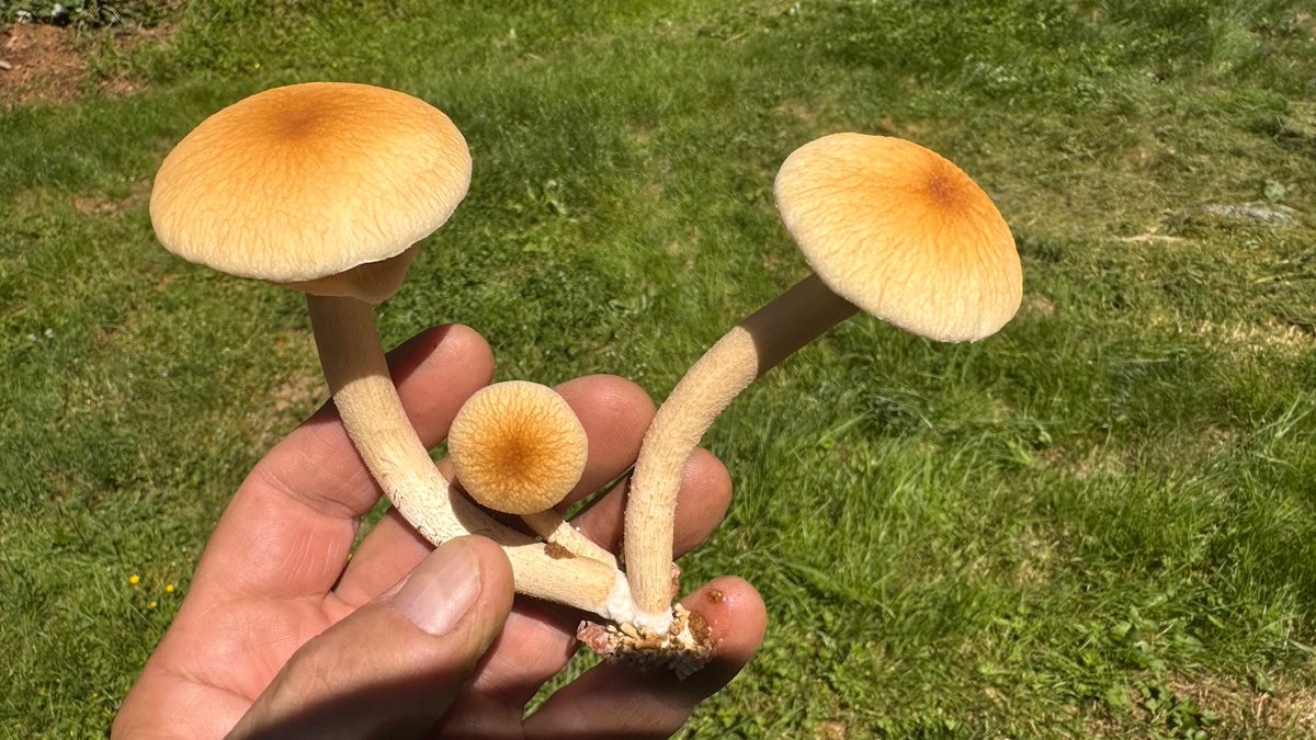GA/GE everyone. Happy #MushroomMonday . I hope your all doping well. I hope everyone is staying cool from the heat out there. Shout out to people down south in Texas , hope you and yours are all safe from the Hurricane. I hope you all have a wonderful day🙏🍄🥰