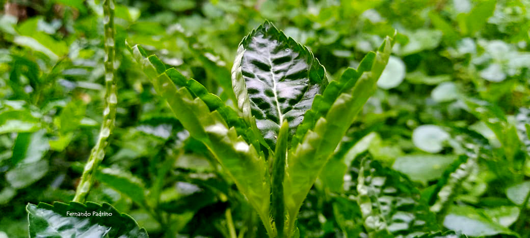 📸  #fotografia Envolvente : Imágenes para la tranquilidad y sencillez <a href="/CENAFotografia/">Centro Nacional de la Fotografía 📸</a> 

#8Jul #PalabraEres