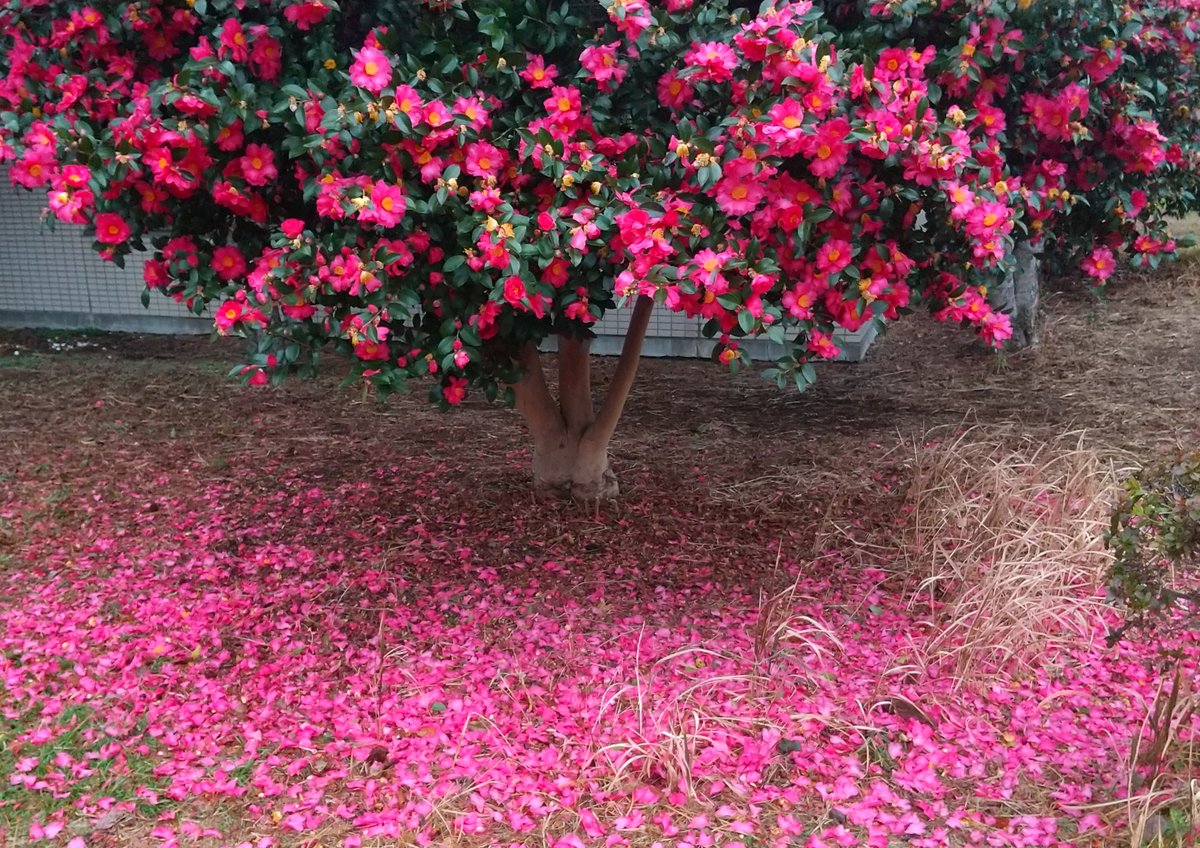 TAROU from Tokyo tweet media