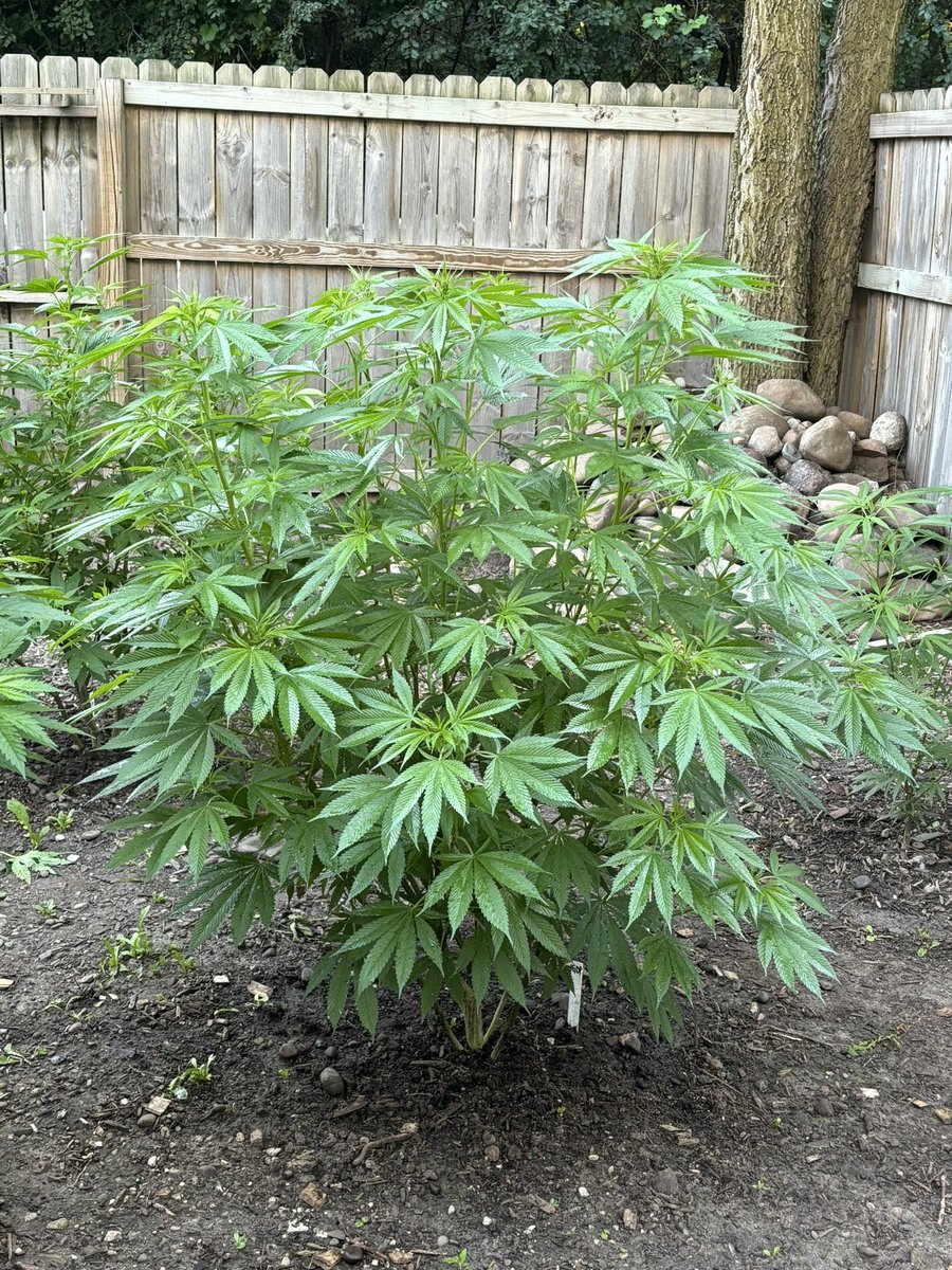 ****** GIVEAWAY******

Let’s do a giveaway

Winner gets:

2 dozen Minnesota Fats photo regs

a 3 pack of Melonade fem regs from <a href="/premiumcultivar/">Premium Cultivars</a> 

Like, RT
Follow me
Follow <a href="/premiumcultivar/">Premium Cultivars</a> 
Tag a couple growers

Open to US &amp; Canada 
I got shipping and all that