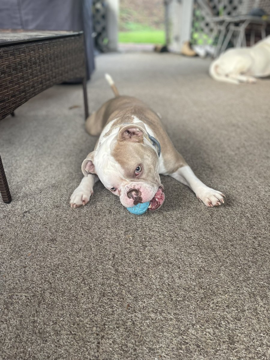 twinmobilecutz's tweet image. #DUECE #GHOST
 #TEAMUMS