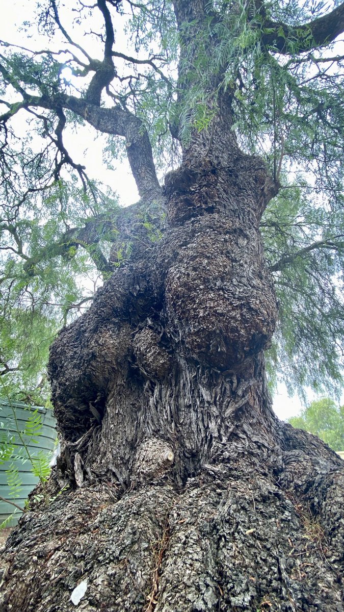 mitzyelliott's tweet image. #ThickTrunkTuesday           💚🤎💚
Ancient peppercorn tree 
#Coonawarra.