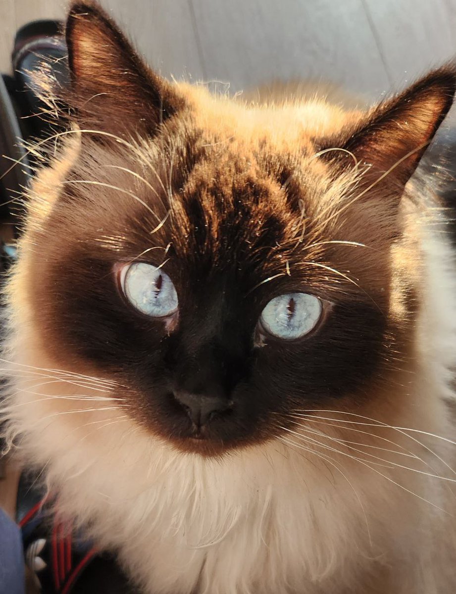 MooseOnBase's tweet photo. @Dior100x Because we love you ! @Dior100x 
Wanna make your whiskers twitch with excitement? 
Check  👀- $MOOSE  😺
We are just Launched at @apedotstore 

TG- https://t.co/rLpFJf4x42 https://t.co/AeuohirDxS