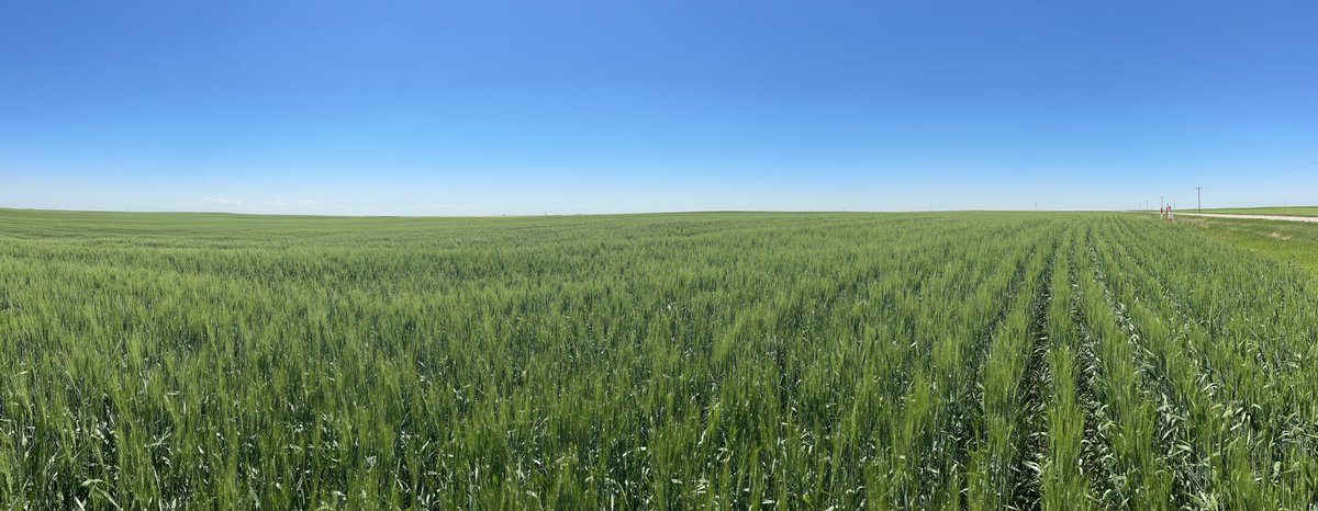 CordonGeisam's tweet photo. #AACShrader #CWAD as far as the 👁️can see.  First  “I” rated for fusarium  ⁦@chinridge⁩ ⁦@FPGenetics⁩ https://t.co/lYz7mVVwcp