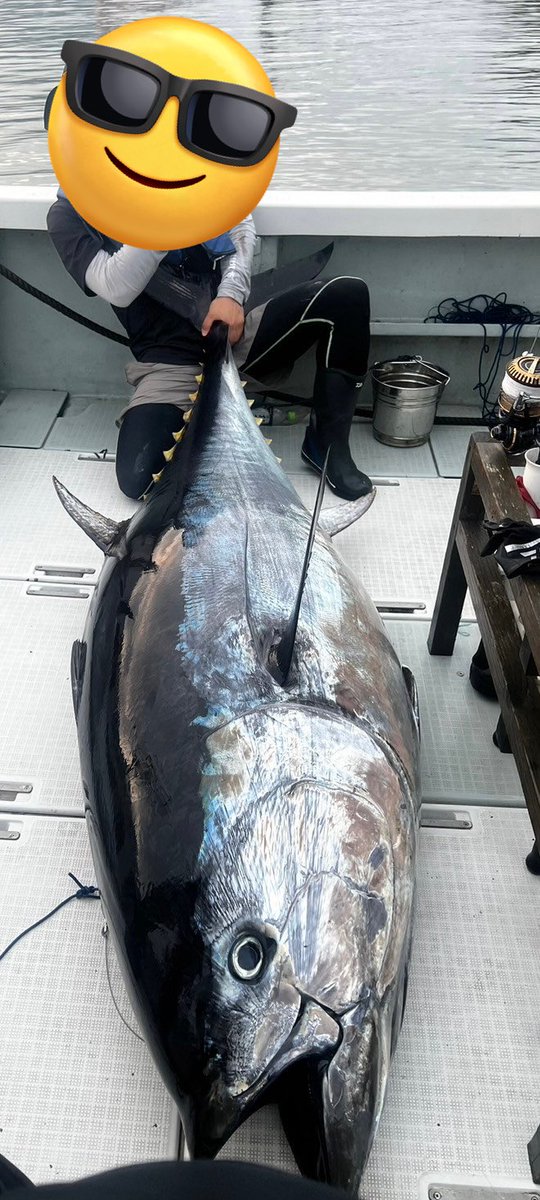 r_chan_mo's tweet photo. 念願クロマグロキャッチ！！🎣
2m35cmで180kg！d('ω')b

ダブルヒットで１本上げるまで耐えてたのでファイトタイム1時間😇

・ホッツ ウェイワールドBT73XXXH
・ソルティガ18000HG(ノーリミッツ23000スプール )
・PE15号 約230m
・リーダー270ポンド1ヒロ
・バブルディップFB 220
・BKK:ラプターZ 4/0 https://t.co/qtKpbjsSuD