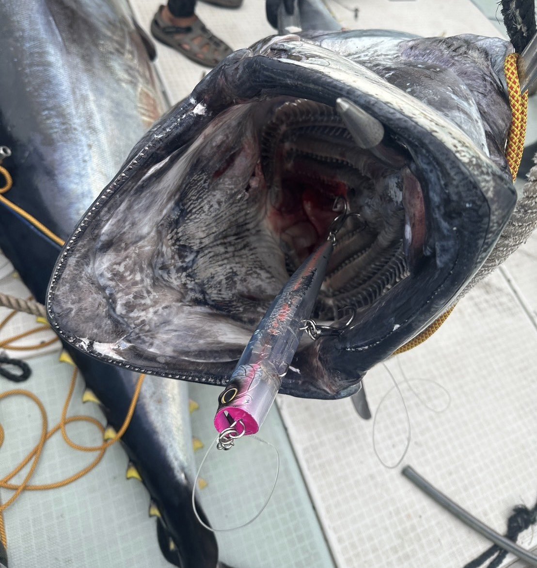 r_chan_mo's tweet photo. 念願クロマグロキャッチ！！🎣
2m35cmで180kg！d('ω')b

ダブルヒットで１本上げるまで耐えてたのでファイトタイム1時間😇

・ホッツ ウェイワールドBT73XXXH
・ソルティガ18000HG(ノーリミッツ23000スプール )
・PE15号 約230m
・リーダー270ポンド1ヒロ
・バブルディップFB 220
・BKK:ラプターZ 4/0 https://t.co/qtKpbjsSuD