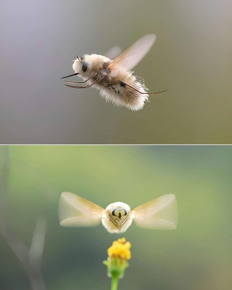 ¿Conocías la mosca abeja japonesa?. ¡Es adorable!. #FelizLunes 
#CityQroMX #Queretaro