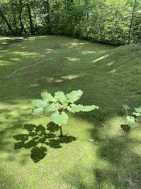 sezonmuseum's tweet photo. 【2026年4月（予定）まで長期休館】苔がみずみずしい雨の季節の庭園。樹木診断の方に診ていただきました。ピンクのリボンのついた伐採の必要のある木々。成⻑と腐敗を繰り返し、年々その姿を変化する庭園構想は40 年前から。⾃然との共⽣をテーマに手を掛けすぎず、手間を惜しまず続いていきます。 https://t.co/H2WZhnXAMD