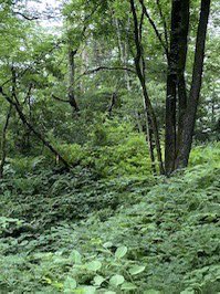 sezonmuseum's tweet photo. 【2026年4月（予定）まで長期休館】苔がみずみずしい雨の季節の庭園。樹木診断の方に診ていただきました。ピンクのリボンのついた伐採の必要のある木々。成⻑と腐敗を繰り返し、年々その姿を変化する庭園構想は40 年前から。⾃然との共⽣をテーマに手を掛けすぎず、手間を惜しまず続いていきます。 https://t.co/H2WZhnXAMD