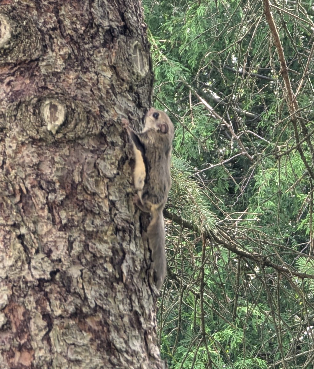 fusilligary's tweet photo. just saw a flying squirrel https://t.co/mUuWqr0RxB