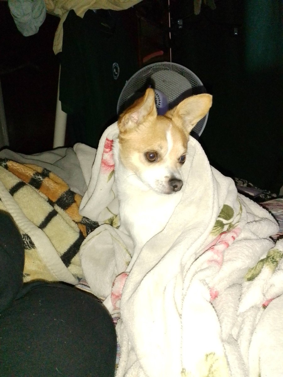 Jones16Rose's tweet photo. Lenny was annoyed by the cone so I've decided to take it off, also doesn't help that it's raining on and off. https://t.co/tw404lgxna