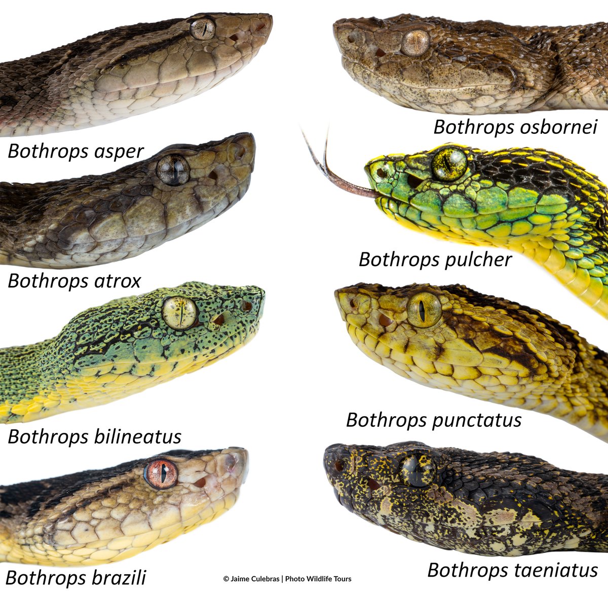 Jaime Culebras (@jaime_culebras) on Twitter photo Mientras nos inundan el mundo con falsas imágenes de IA, aquí un collage de retratos reales de las víboras del género Bothrops, de Ecuador.
<a href="/photowildlifet/">photowildlifetours</a> <a href="/CondorFundacion/">Fundación Cóndor Andino Ecuador</a> <a href="/VivariumQuito/">Vivarium de Quito</a> <a href="/Uni_Indoamerica/">Universidad Indoamérica</a> Mientras nos inundan el mundo con falsas imágenes de IA, aquí un collage de retratos reales de las víboras del género Bothrops, de Ecuador.
<a href="/photowildlifet/">photowildlifetours</a> <a href="/CondorFundacion/">Fundación Cóndor Andino Ecuador</a> <a href="/VivariumQuito/">Vivarium de Quito</a> <a href="/Uni_Indoamerica/">Universidad Indoamérica</a>