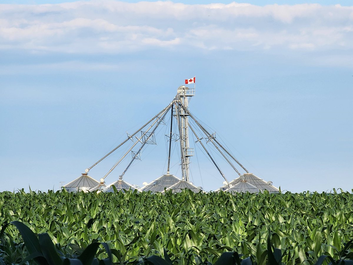 Corn's coming along nicely 🌽