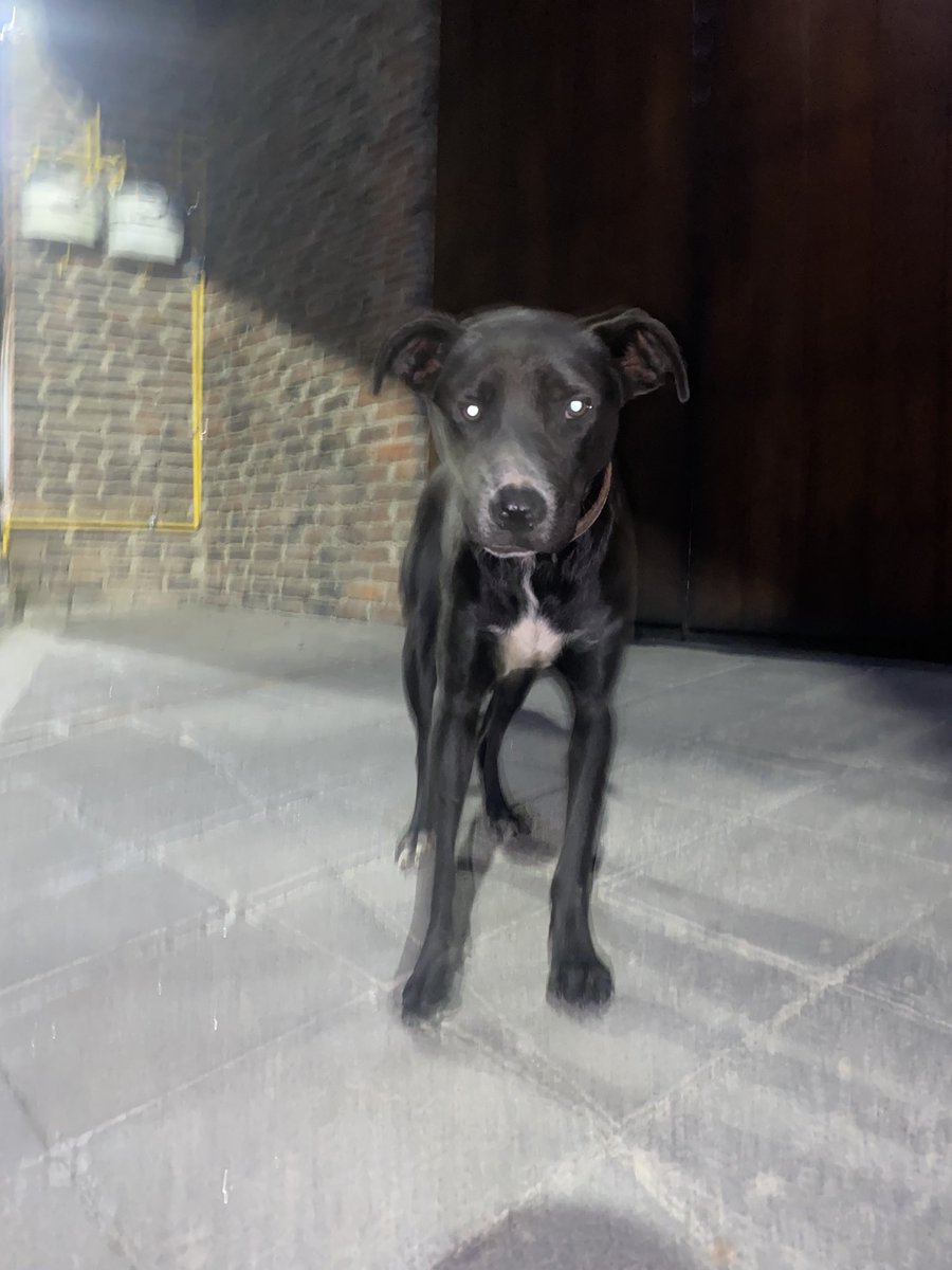 marito_b's tweet photo. . @AmorSinRaza perro perdido en san Jerónimo Lídice. Tiene collar pero no tiene placa. Se ve herido de una pierna. Por favor RT https://t.co/iRyAAINmvl