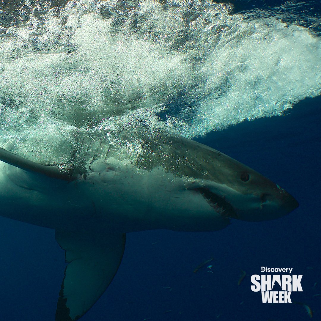 SharkWeek's tweet photo. How does a great white shark say hello? Fin-ally, nice to sea you! 😁 #SharkWeek https://t.co/MX6VosMeJB