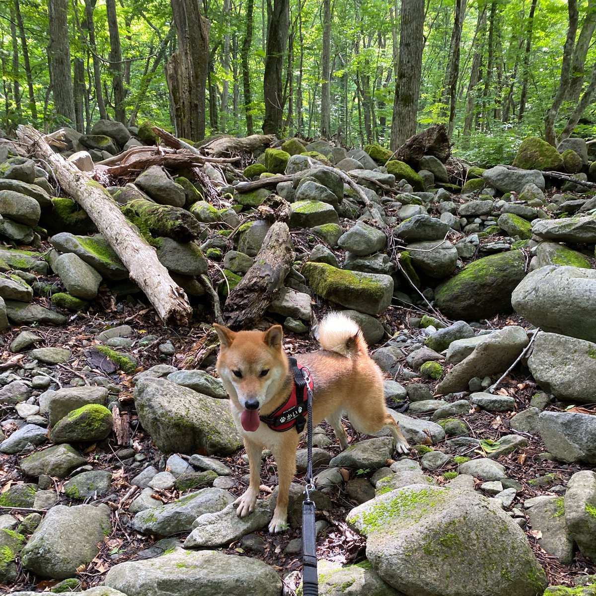 ShibainuKAIkun's tweet photo. 山の中にある河原で休憩です😆🐕
序盤なのでまだまだ元気です😀

#柴犬  #動物好き #かわいい #犬のいる暮らし #山 #トレラン #狗 #shibainu #dog #cute #doglovers #mountain #trail #running https://t.co/6FODlixQ4E