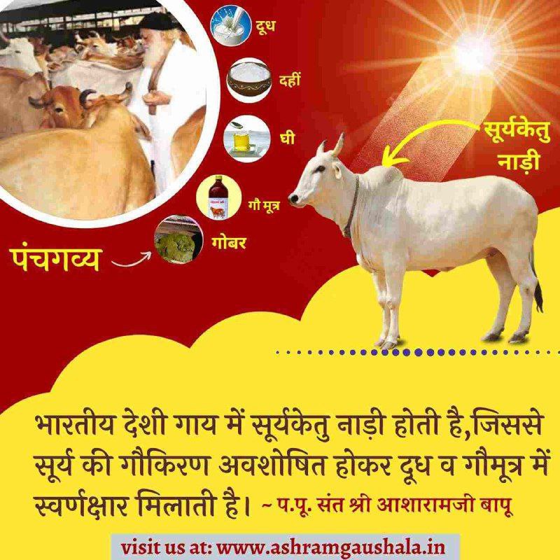 AshramBmr's tweet photo. #SaveOurDesiCows
Nasya made from Panchagavya of Desi Cow nourishes the Brain. It is beneficial in diseases like insomnia, nose and throat diseases, migraine, insanity and epilepsy. ~ 
Gau Rakshak Sant, Sant Shri Asharamji Bapu https://t.co/7NL9b3RTvD