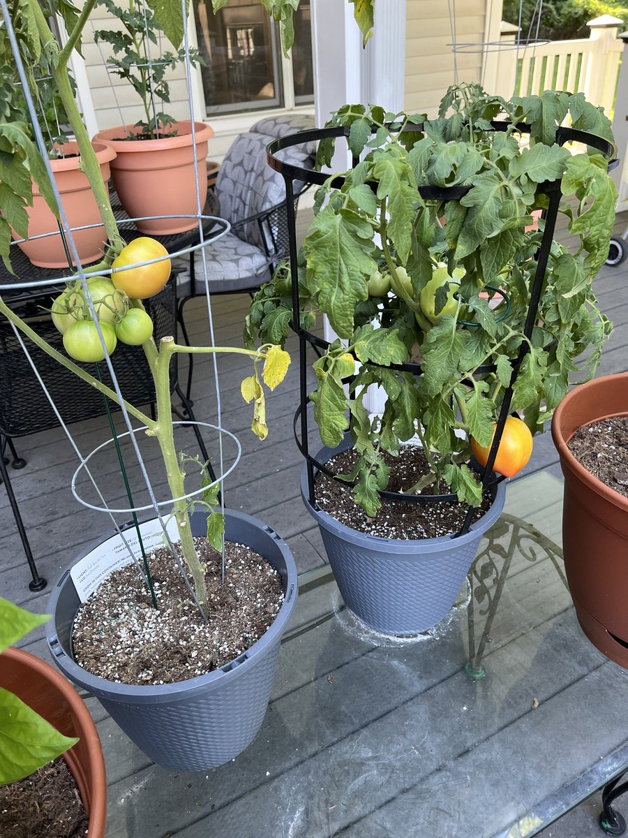 globalorr tweet media