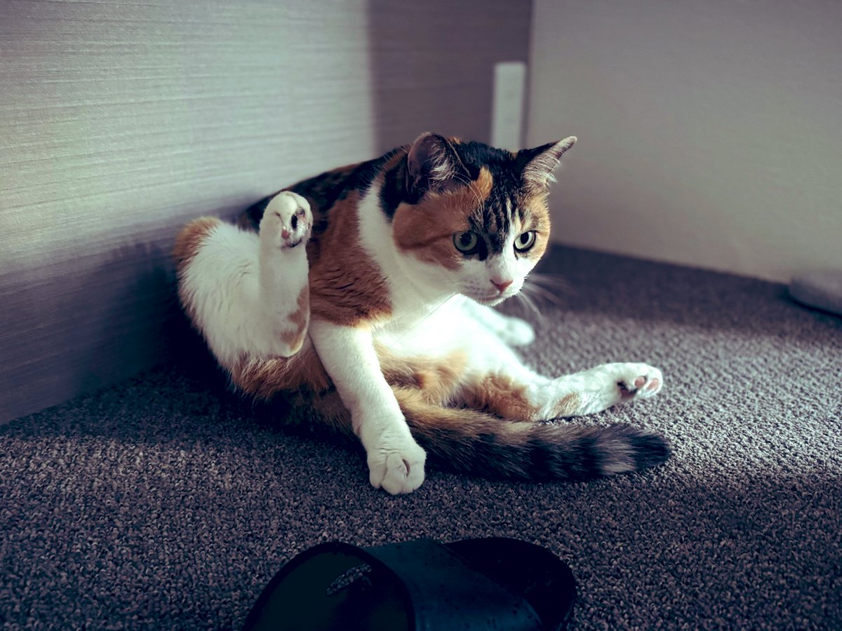 #三毛猫を見せつける会