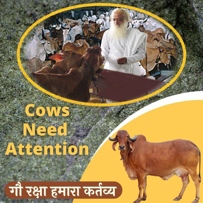 Gau Rakshak sant Sant Shri Asharamji Bapu बताते हैं की गाय🐄का पालन-पोषण करने से हमें आध्यात्मिक,आर्थिक व स्वास्थ्य लाभ होता है। सूर्यकेतू नाड़ी धरती के किसी प्राणी में नहीं होती लेकिन एक गाय माता🐄 में होती है जिस कारण गाय🐄 को माता का स्थान दिया गया है और पूजनीय माना गया है।
