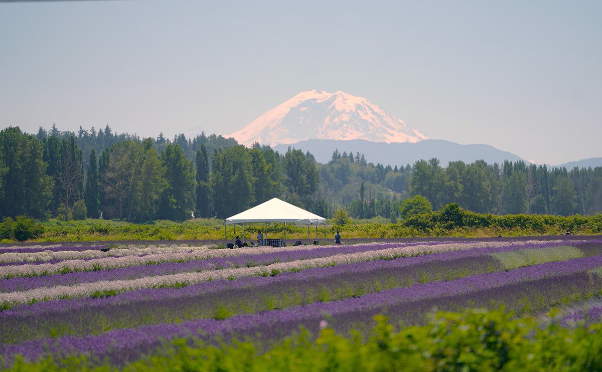 webbish6's tweet photo. On the blog this week: July 4, Lavender Farms, Heatwaves and Midsummer Realizations: https://t.co/AifPlbY5Hh #lavenderfarms #midsummer #seattleheatwave https://t.co/9Wnbdr3ESQ