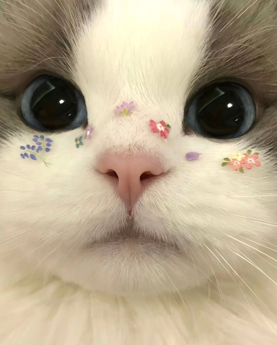 cats with powerful impression 🐾 tweet media