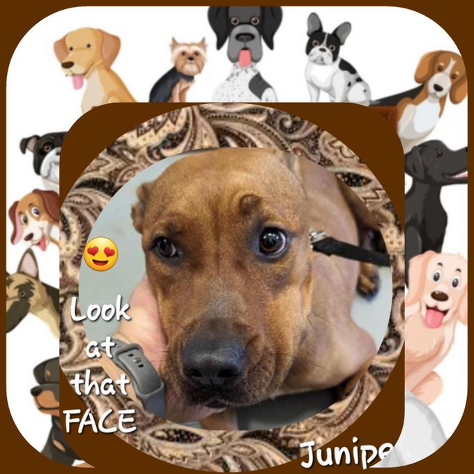 🚨⏰JUNIPER ⏰❤️‍🩹 #A368992 Rhodesian Ridgeback Female ONE-1/2 YEAR YOUNG set to DIE Friday 7/12 just cuz she's high energy😡 But SWEET🥰 as 🍬 candy

PLEASE 🙏 PLEDGE here for ResQ 

Adopt JUNIPER at CORPUS CHRISTI 🐶 AC 📧 ccacsrescues@cctexas.com 📞 361-826-4630