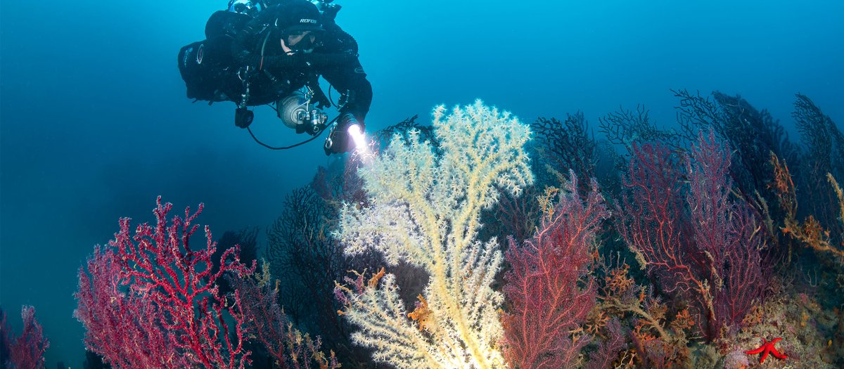 DAN_Europe's tweet photo. #Diving is fun but risky. Mitigate risks with a thorough understanding and safe practices. Long-time DAN member Claudio di Manao highlights the 𝐃𝐀𝐍 𝐀𝐧𝐧𝐮𝐚𝐥 𝐃𝐢𝐯𝐢𝐧𝐠 𝐑𝐞𝐩𝐨𝐫𝐭 as a great tool to increase your understanding. 
Learn more 👉 https://t.co/6eH4xppWlD https://t.co/0HmM3bwlcD