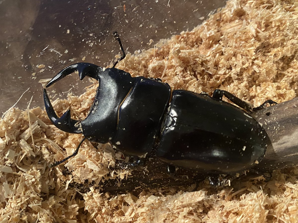 KINK BMX ※ブレーキレス（台座無し）