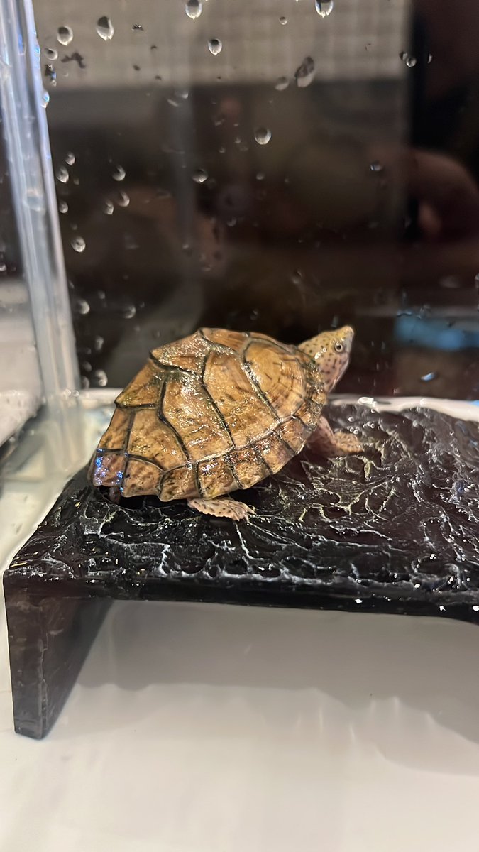 tukitocafe's tweet photo. 生体販売情報‼️

カブトニオイガメ　2024CB

少し育った可愛いベビーちゃんです😍 https://t.co/QNdrnn7RJl