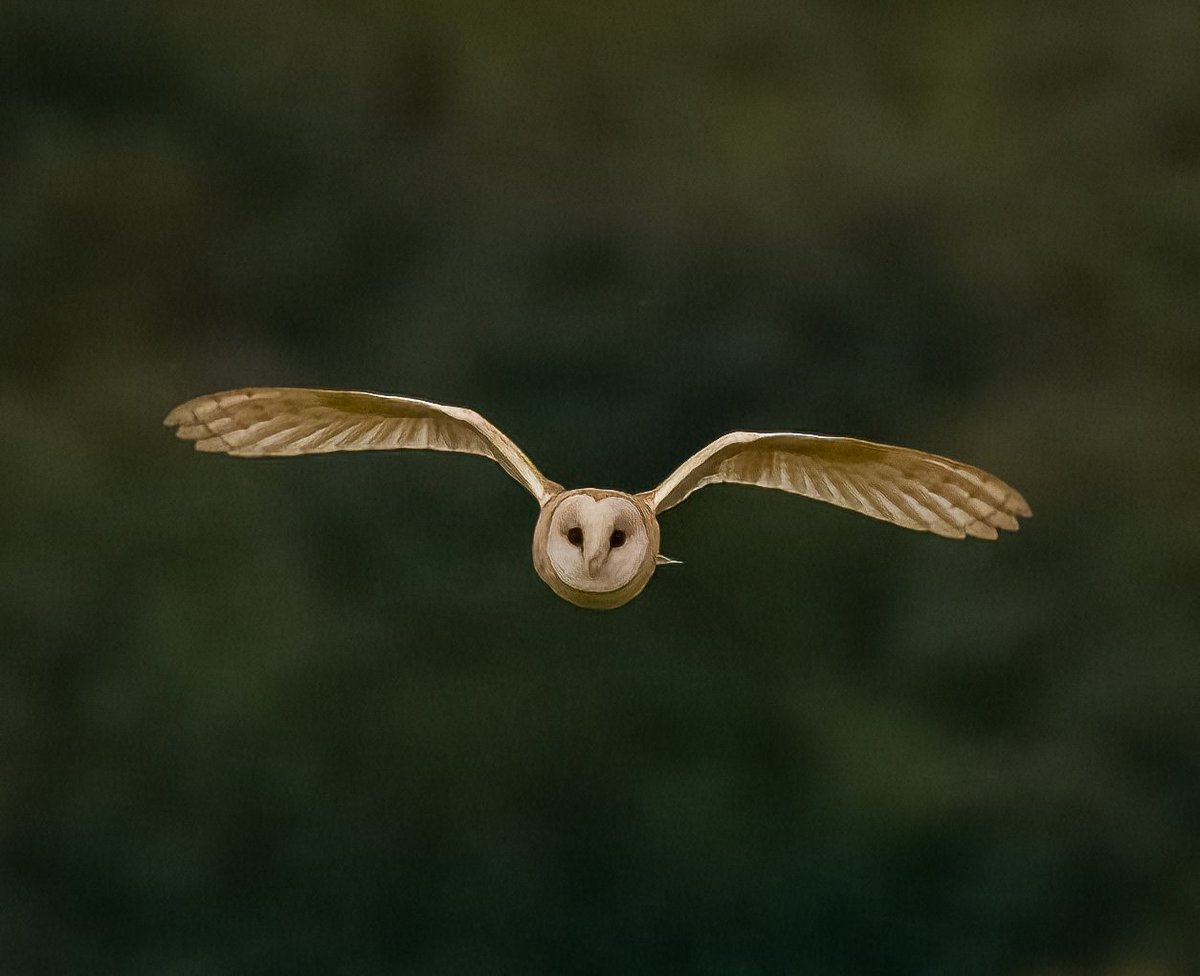 cyclebirdman's tweet image. A lovely Barn Owl over Cole Green Tip last night,hunting over fields,full of wildflowers insects and voles @tarmac @HMWTBadger @BGSEngagement please don't turn this area into parkland !! @Natures_Voice
We will lose so much wildlife ! @WelHatCouncil
