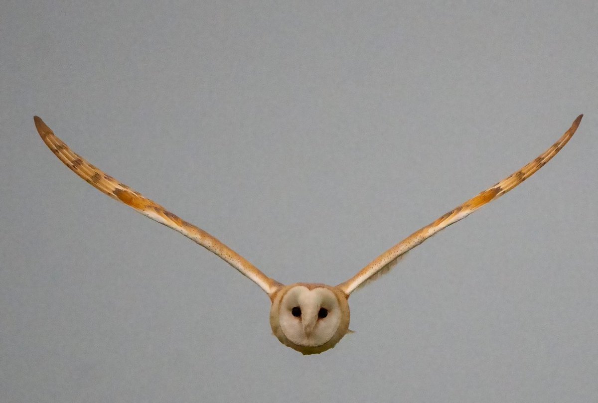cyclebirdman's tweet image. A lovely Barn Owl over Cole Green Tip last night,hunting over fields,full of wildflowers insects and voles @tarmac @HMWTBadger @BGSEngagement please don't turn this area into parkland !! @Natures_Voice
We will lose so much wildlife ! @WelHatCouncil