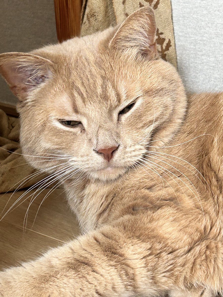 cat_unio's tweet photo. 寝起きしょぼしょぼ顔
#スコやか
#スコティッシュフォールド立ち耳 https://t.co/qMphetnvGv
