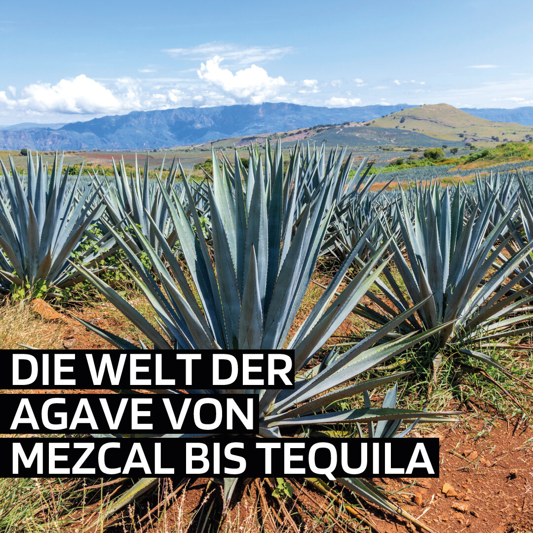 barnews's tweet photo. Die grosse Sommerausgabe 𝗕𝗔𝗥 𝗡𝗘𝗪𝗦 widmet sich dem Fokusthema «Agavenbrände - von Mezcal bis Tequila» und vielen spannenden Storys wie: 
• Swiss Bar Awards: Longlist
• Fruchtliköre: Spannend und mit viel Potenzial
• Cachaça: Die neue Cachaça-Welle rollt heran
• etc. https://t.co/LL3pRPyC5E