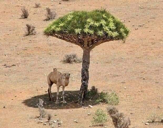 sariyarana's tweet photo. چھاؤں دیتے ہیں جو صحرا میں کسی کو
میرا دل ایسے درختوں کو ولی کہتا ہے!!!.
#TreesLove 💚 https://t.co/UNOlx79xjo