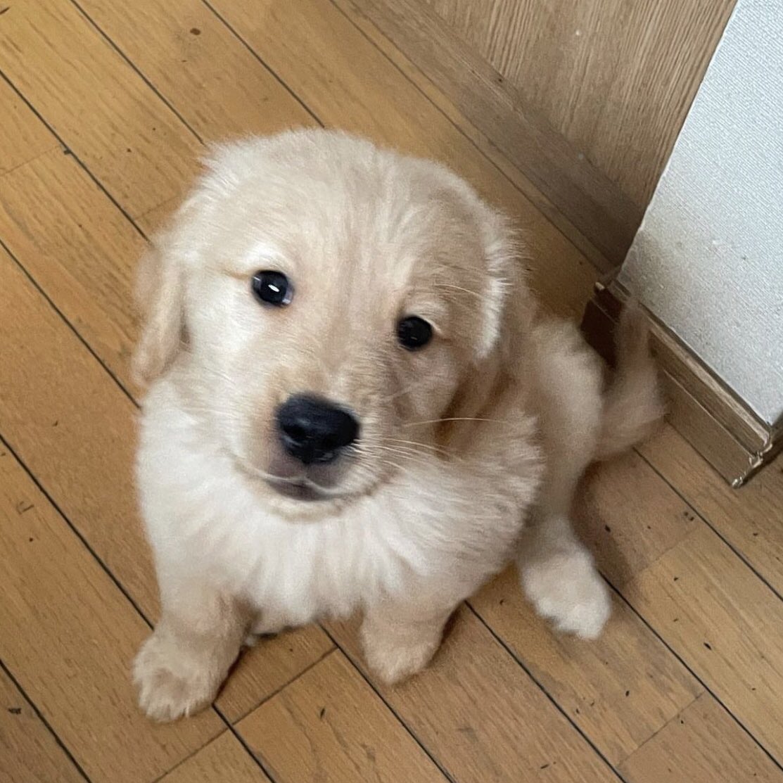 ก้แร้วจาทำแมะ เปนม๋าแร๊วมันทำแมะ มีปันหาอาแระ ห๊ะ