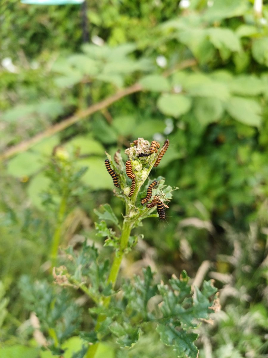 WildlifeGreg's tweet photo. They're back! It's the second year running I have Cinnabar caterpillars in my garden. 
I'm worried about what effect all this rain will have on the insect population. https://t.co/qtmJOpgBl3