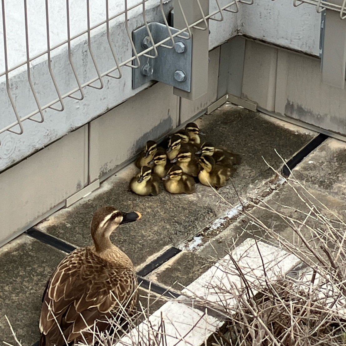 joshikan4561's tweet photo. 今年もカルガモが卵から無事に孵りました!
かわいいですね♡ https://t.co/7hWOCl7cxL