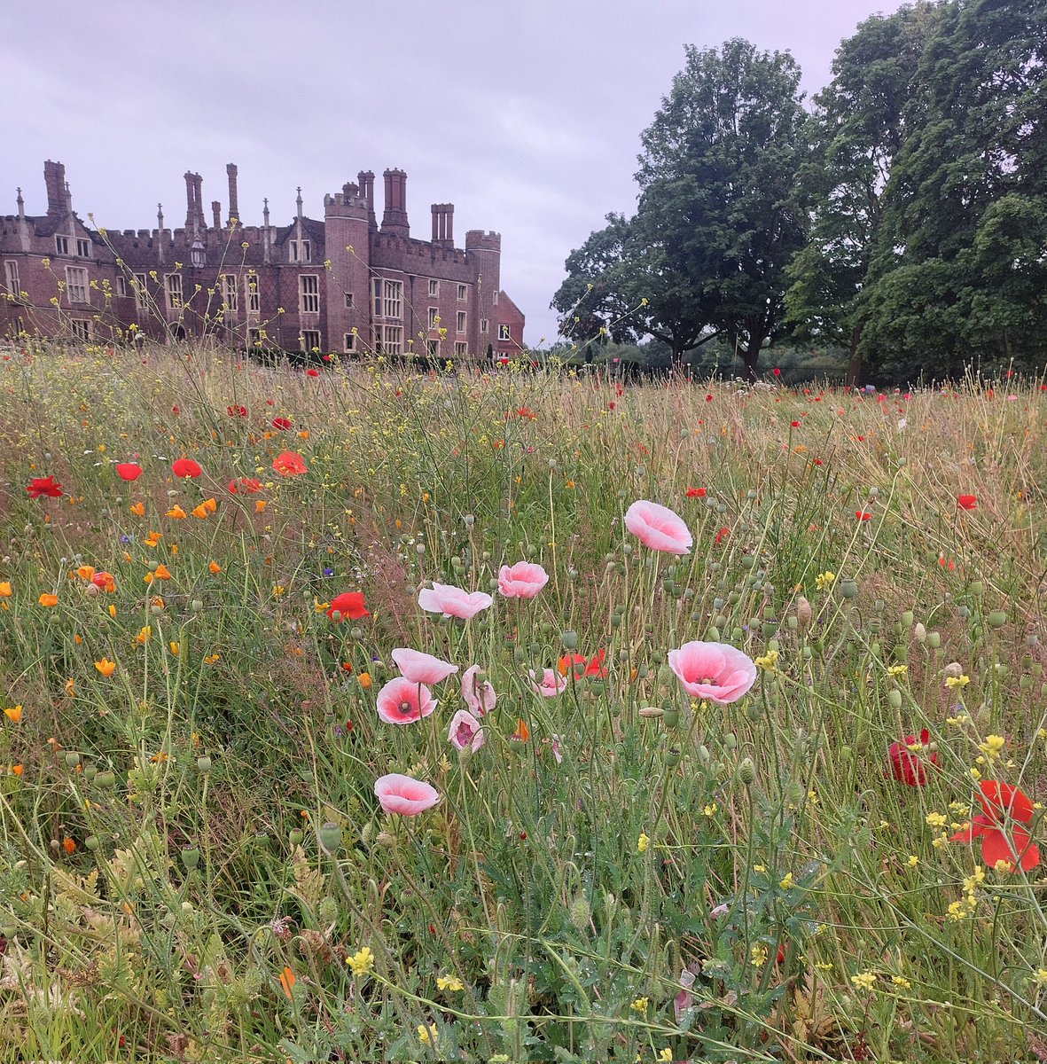 Even on a grey day, these beautiful poppies bring a bright palette of summer colours.