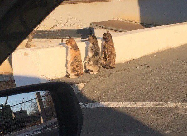 PostsOfCats's tweet photo. They're definitely up to something... https://t.co/e0tYW60BNm