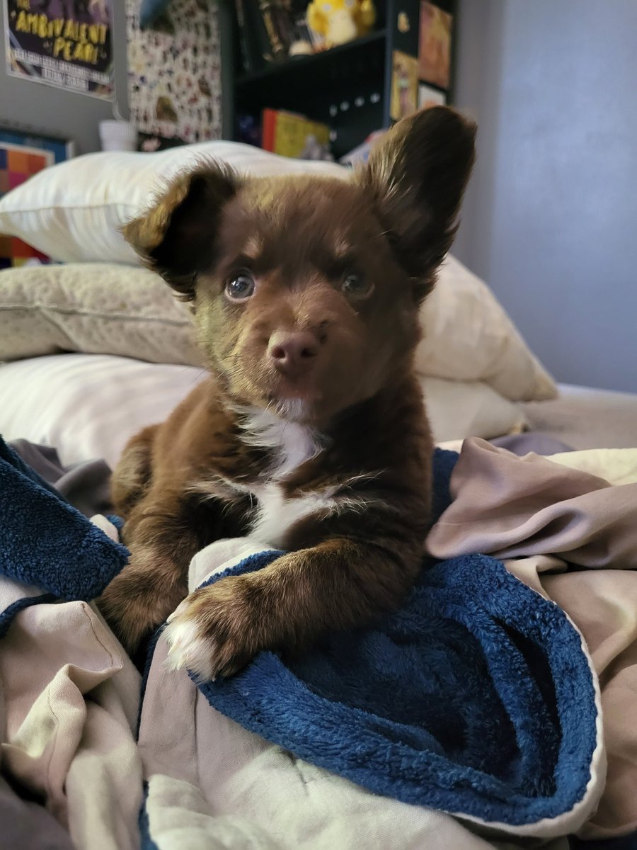 JD Fierce (@codenamejd) on Twitter photo So <a href="/Ptchew/">Alex Fierce</a> and I have acquired a new puppy and he is the most wonderful precious guy.
This is Gromit. He's a schnauzer/terrier/corgi mix, but I think he might be a corgi/bat mix.
Here he is proudly sitting atop the pile of bedding he peed on during his first night with us. So <a href="/Ptchew/">Alex Fierce</a> and I have acquired a new puppy and he is the most wonderful precious guy.
This is Gromit. He's a schnauzer/terrier/corgi mix, but I think he might be a corgi/bat mix.
Here he is proudly sitting atop the pile of bedding he peed on during his first night with us.