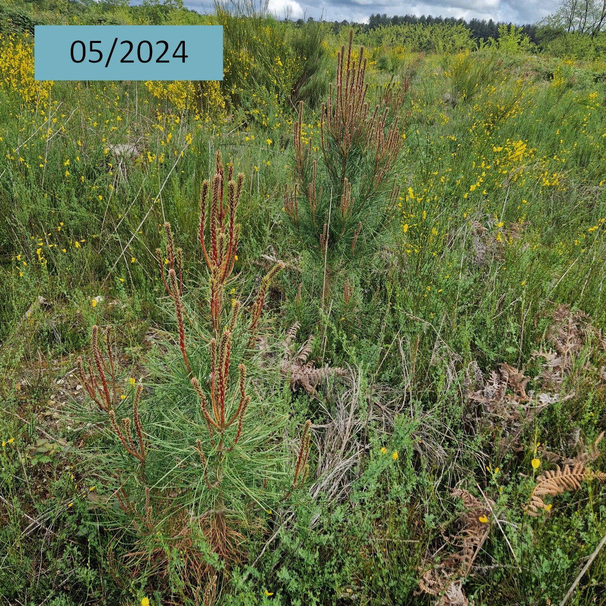 En 04/2021, Duramen a soutenu la plantation 🌱 de plus de 2700 Pins maritimes et taeda🌲à Villemurlin (45) pour transformer un peuplement pauvre, composé majoritairement de Bouleaux (70%) et de Châtaigniers (20%).
👉 Voici quelques images montrant l'évolution de la plantation