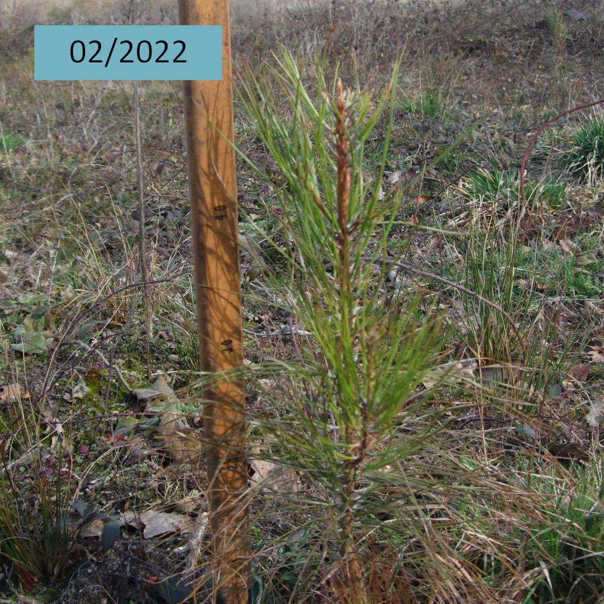 AssoDuramen's tweet photo. En 04/2021, Duramen a soutenu la plantation 🌱 de plus de 2700 Pins maritimes et taeda🌲à Villemurlin (45) pour transformer un peuplement pauvre, composé majoritairement de Bouleaux (70%) et de Châtaigniers (20%).
👉 Voici quelques images montrant l'évolution de la plantation https://t.co/zkQ8wRB298
