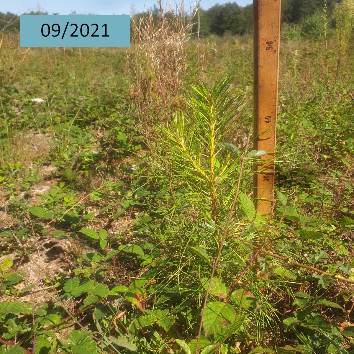 AssoDuramen's tweet photo. En 04/2021, Duramen a soutenu la plantation 🌱 de plus de 2700 Pins maritimes et taeda🌲à Villemurlin (45) pour transformer un peuplement pauvre, composé majoritairement de Bouleaux (70%) et de Châtaigniers (20%).
👉 Voici quelques images montrant l'évolution de la plantation https://t.co/zkQ8wRB298