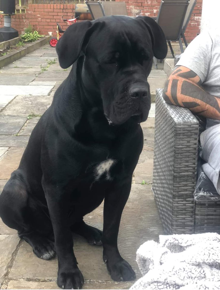 🐕 LOKI has gone missing at Sheigra beach campsite in Scottish #Highlands, he has been gone since about 8pm 7 July 2024
He is a big dog,  he is wearing his collar
CLIFF EDGES nearby do NOT CHASE if seen⚠️
please share this post &amp; contact if you come across him 🙏 07717488337