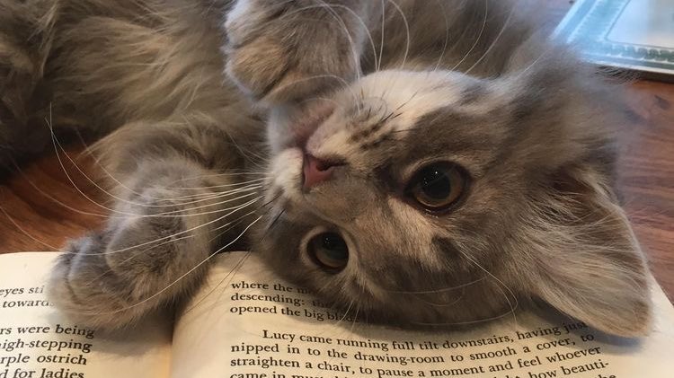 wandervoyage's tweet image. Tuesday’s pick-me-ups ☕️🩶