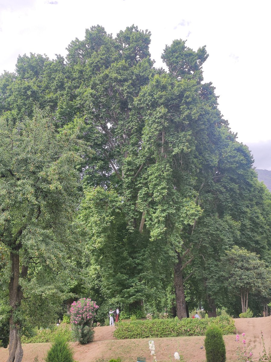 nirupamakotru's tweet photo. Changing moods of nature in #NishatGardens this Sunday😍Garden was over-crowded with picnicking families,but all I could notice were the massive #Chinar trees which were talking to me❤
My kids noticed I had clicked some bare-bottomed boys.Reminded me of a Bresson or Blake pic 😄 https://t.co/CDyvKl8KXQ