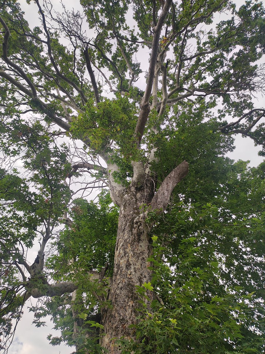 nirupamakotru's tweet photo. Changing moods of nature in #NishatGardens this Sunday😍Garden was over-crowded with picnicking families,but all I could notice were the massive #Chinar trees which were talking to me❤
My kids noticed I had clicked some bare-bottomed boys.Reminded me of a Bresson or Blake pic 😄 https://t.co/CDyvKl8KXQ